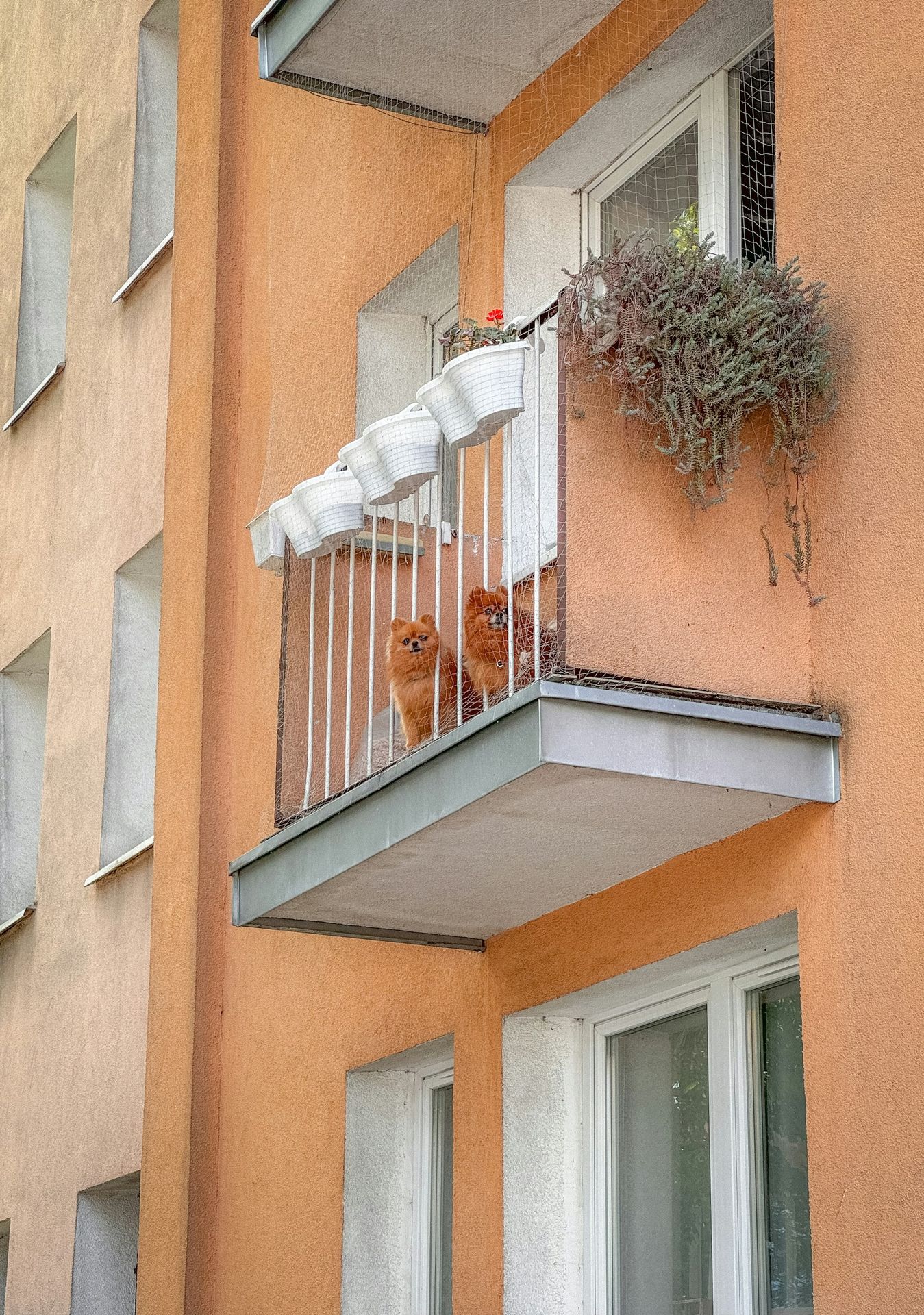 two cats sitting on the balcony of a building